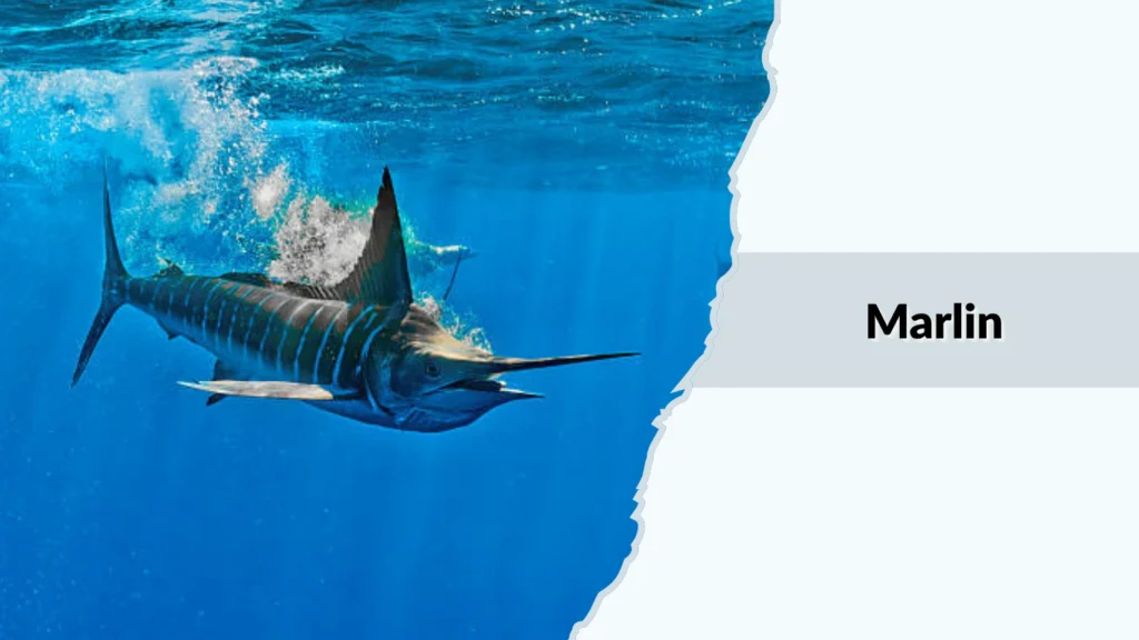 Marlin