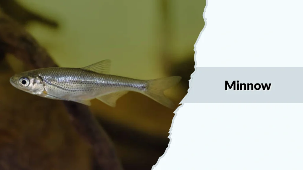Minnow
