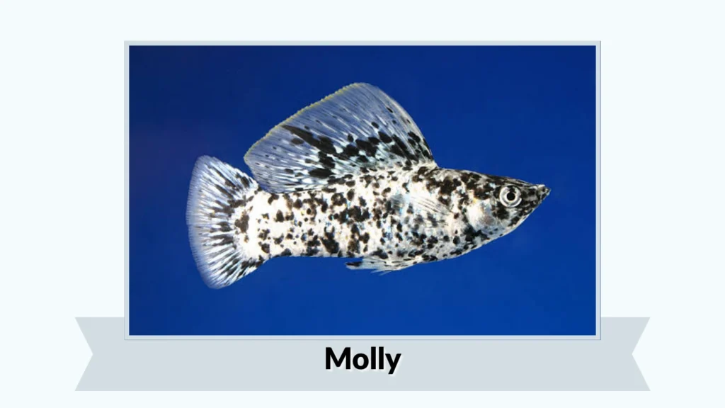Molly