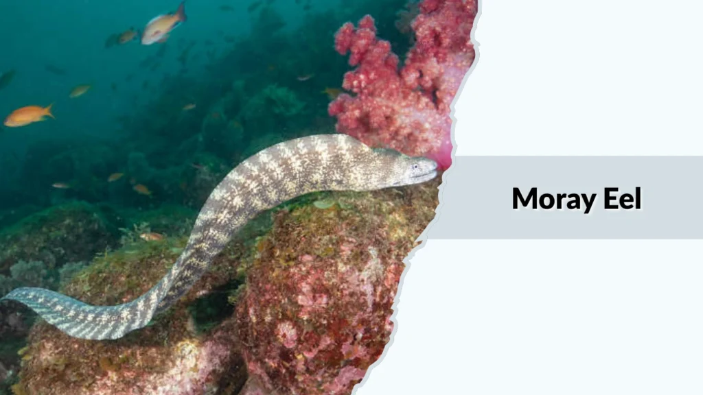 Moray Eel