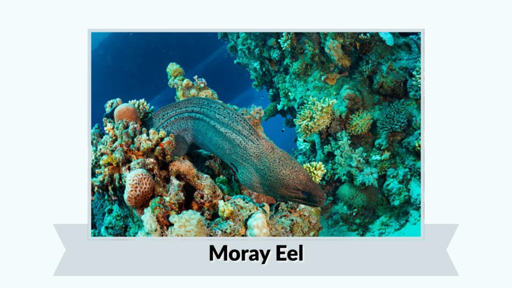 Moray Eel