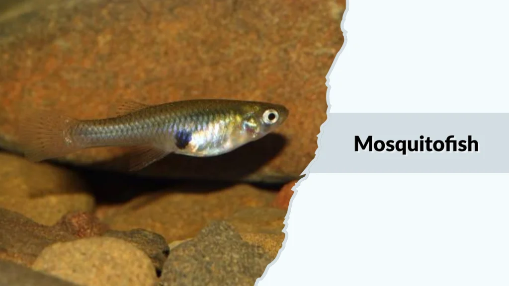 Mosquitofish