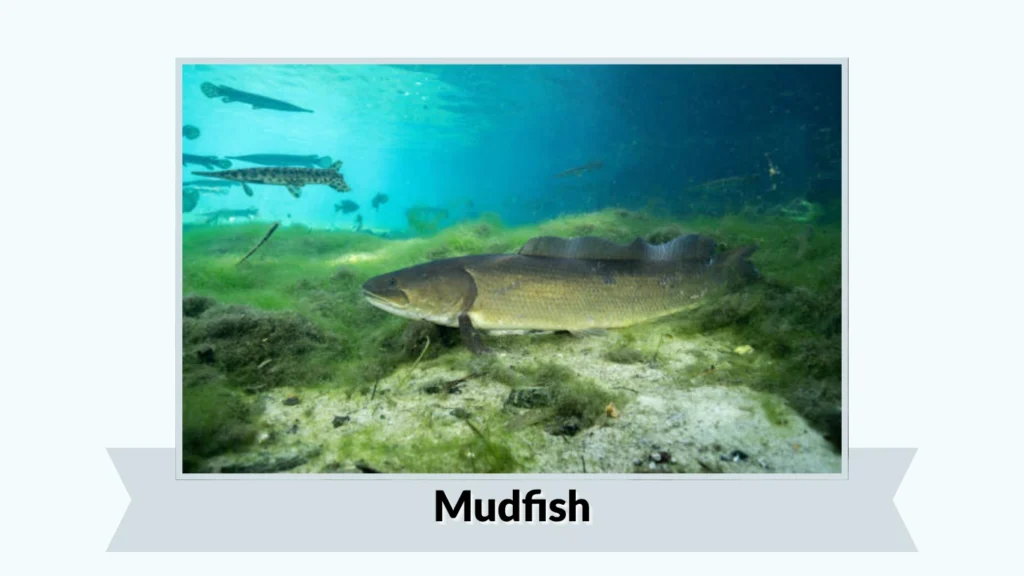 Mudfish
