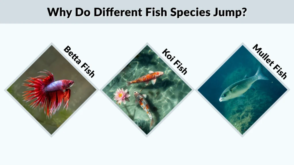 Why Do Different Fish Species Jump?
