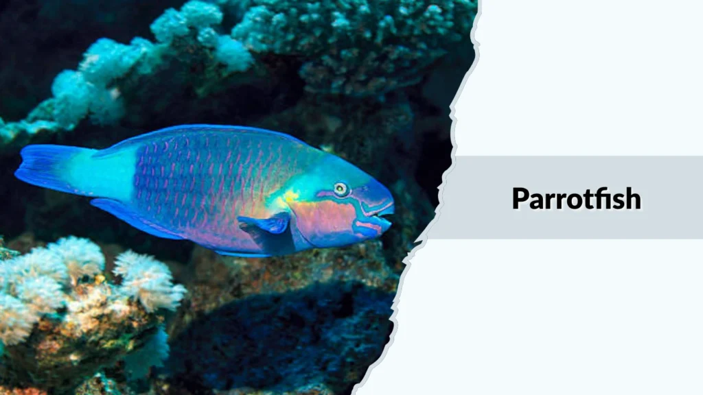 Parrotfish