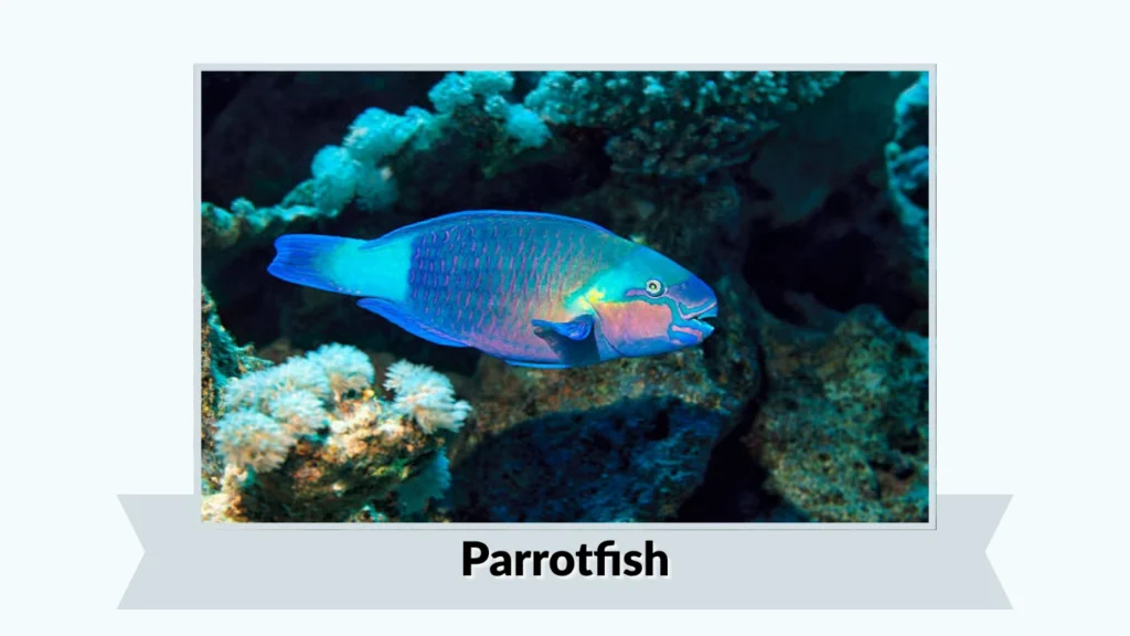 Parrotfish
