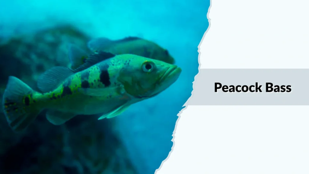 Peacock Bass