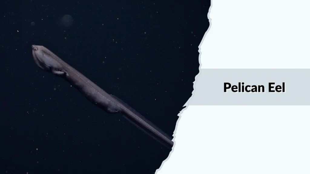 Pelican Eel
