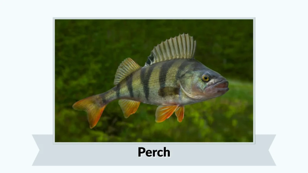 Perch