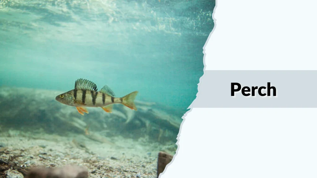 Perch