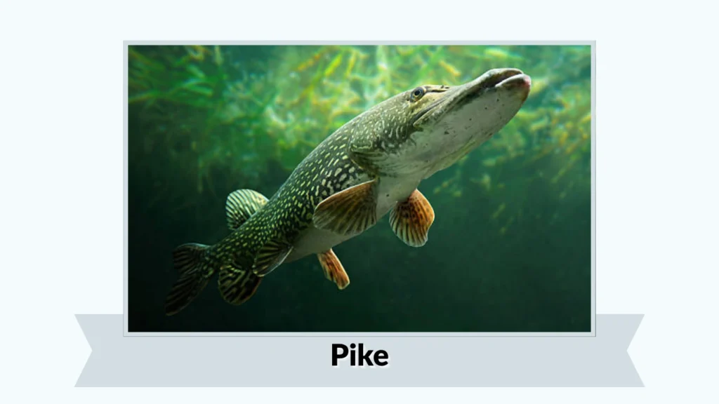 Pike