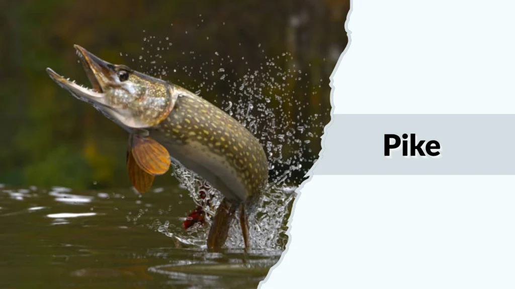Pike