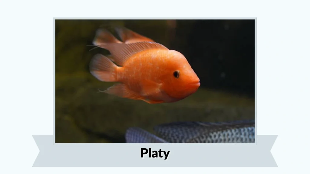 Platy