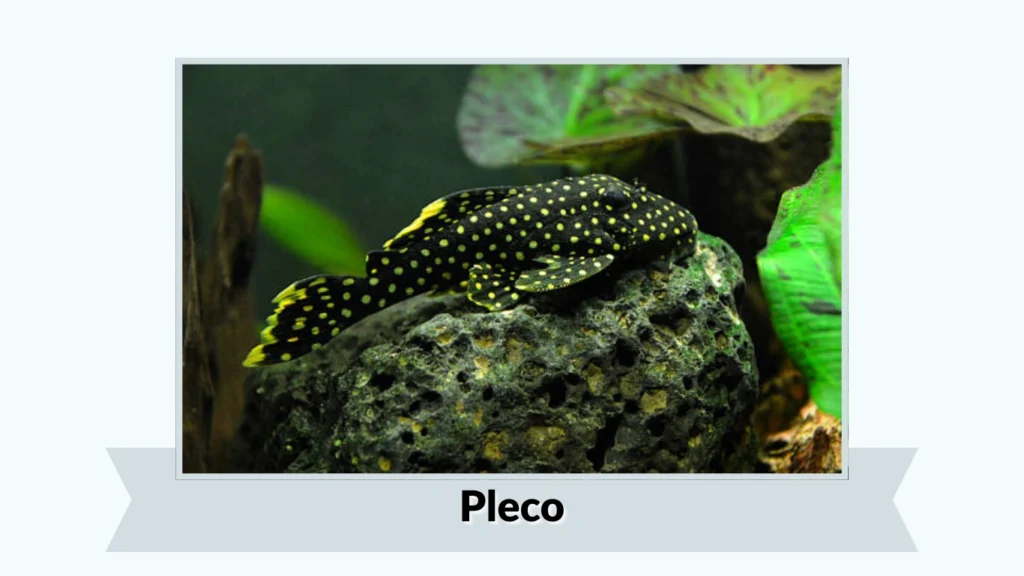 Pleco
