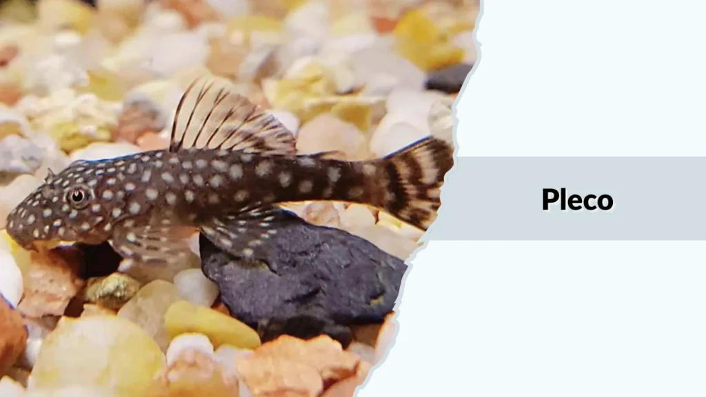 Pleco