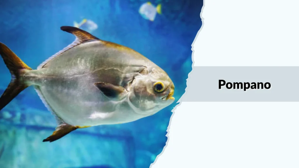 Pompano