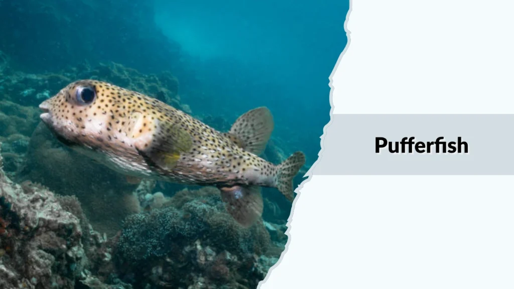 Pufferfish