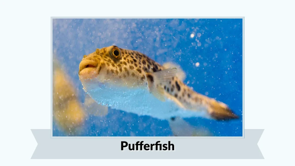 Pufferfish