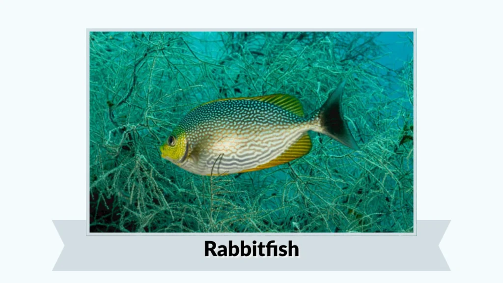 Rabbitfish