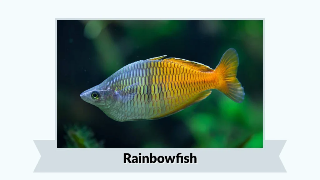 Rainbowfish