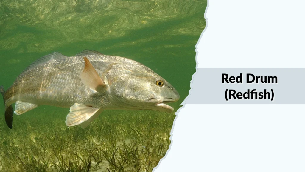 Red Drum (Redfish)