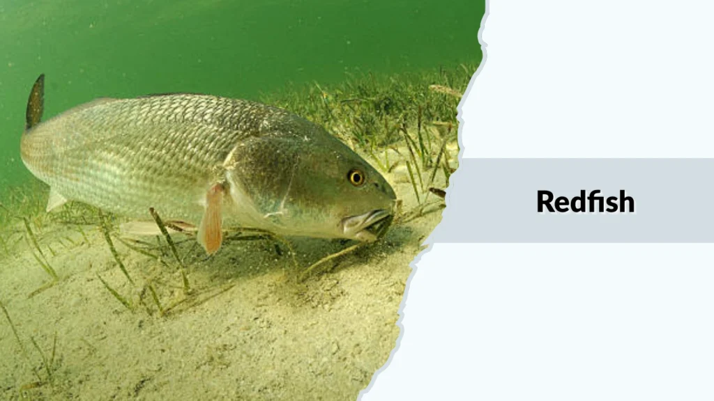 Redfish