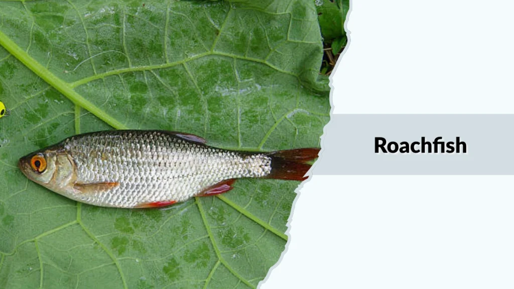Roachfish