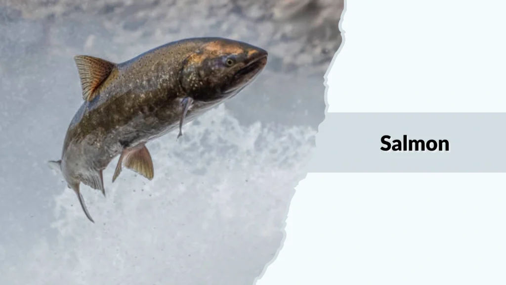 Salmon