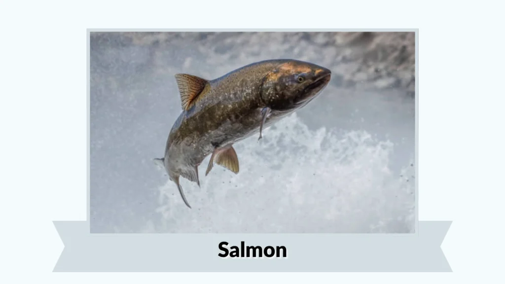 Salmon