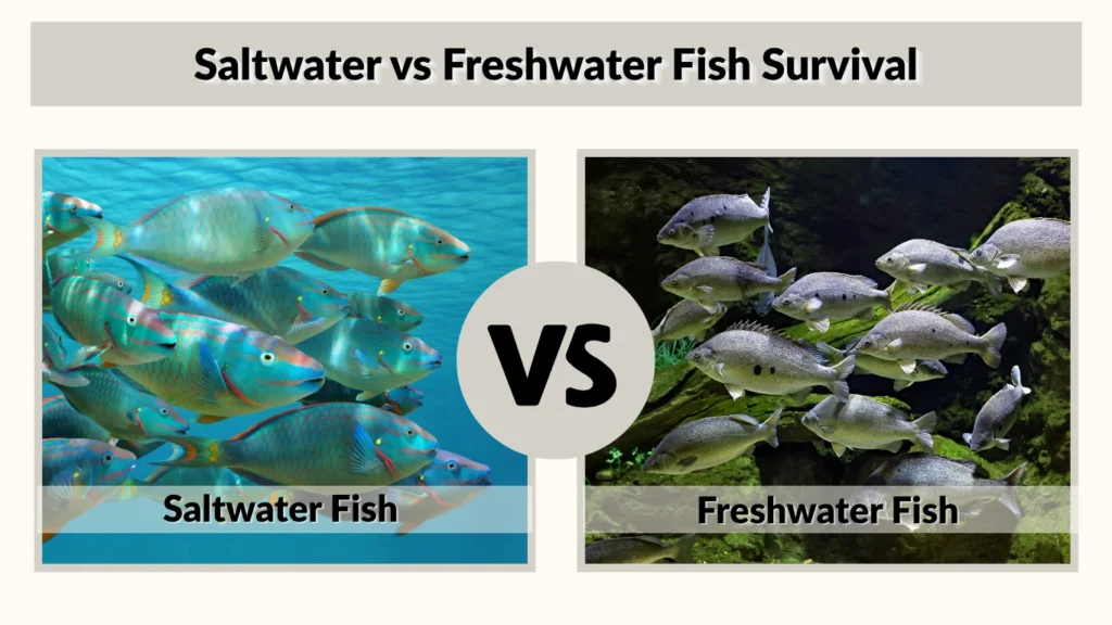 Saltwater vs Freshwater Fish Survival