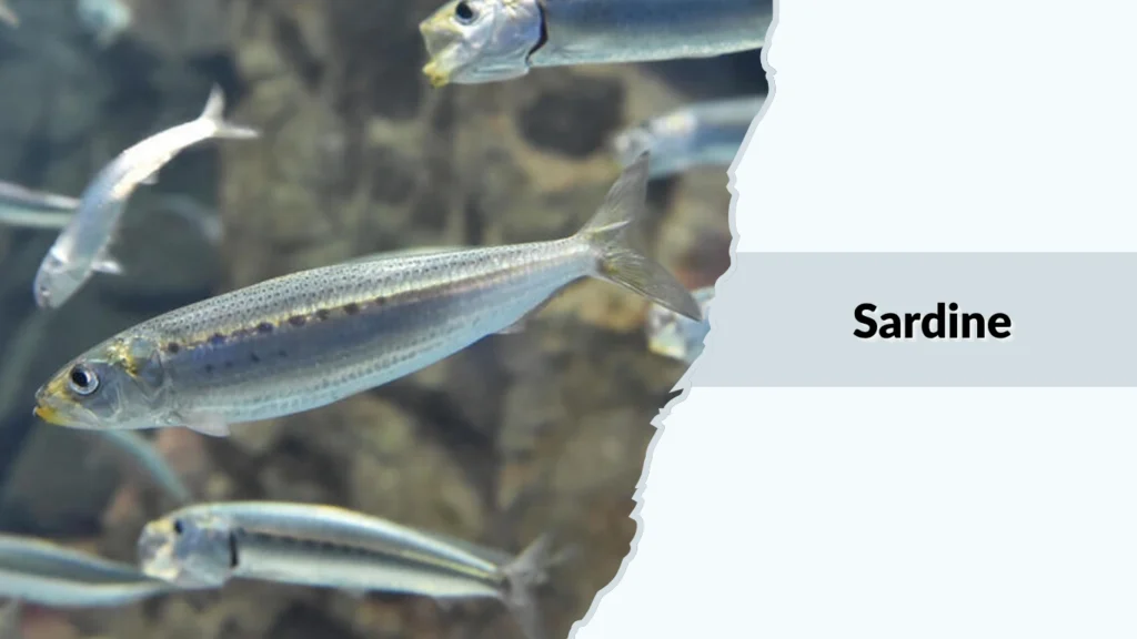 Sardine