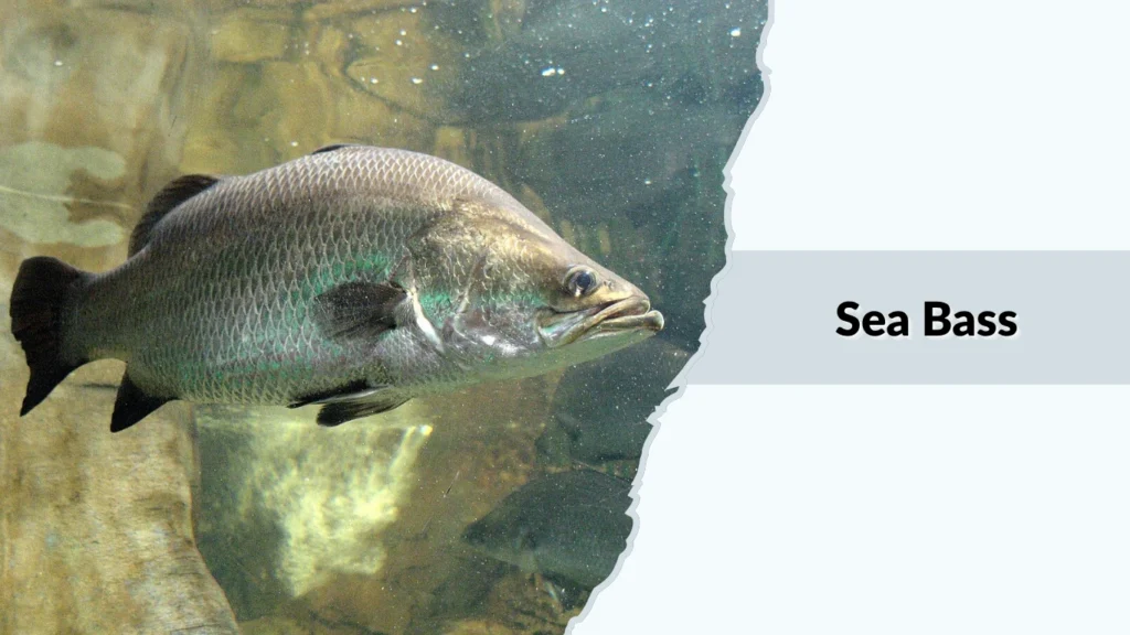 Sea Bass
