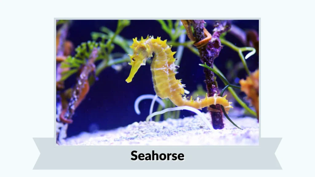 Seahorse