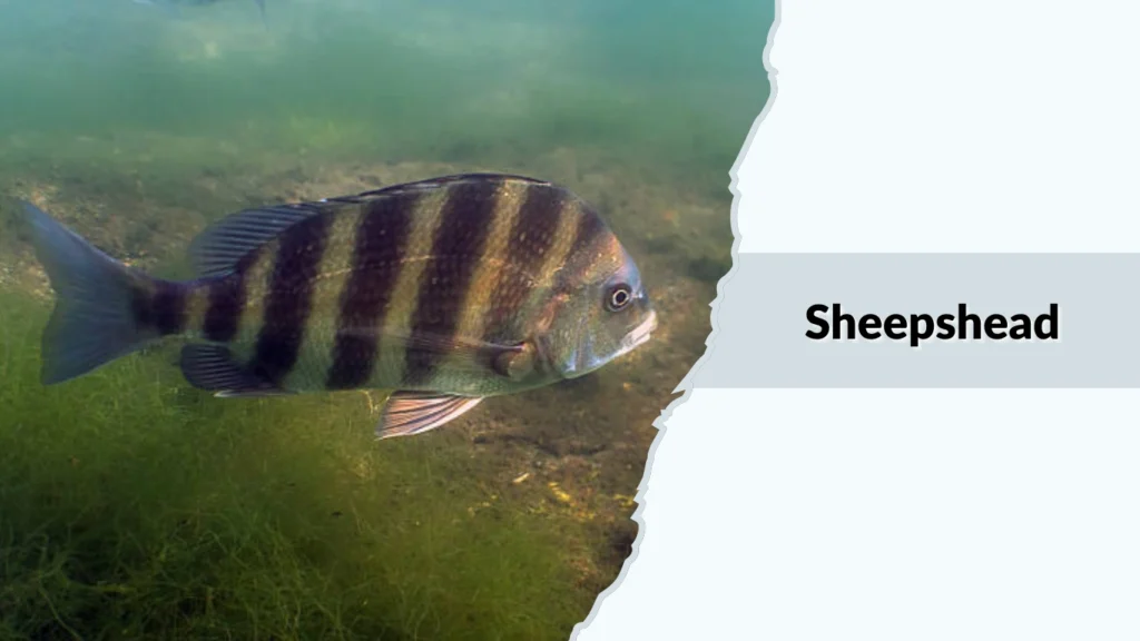 Sheepshead
