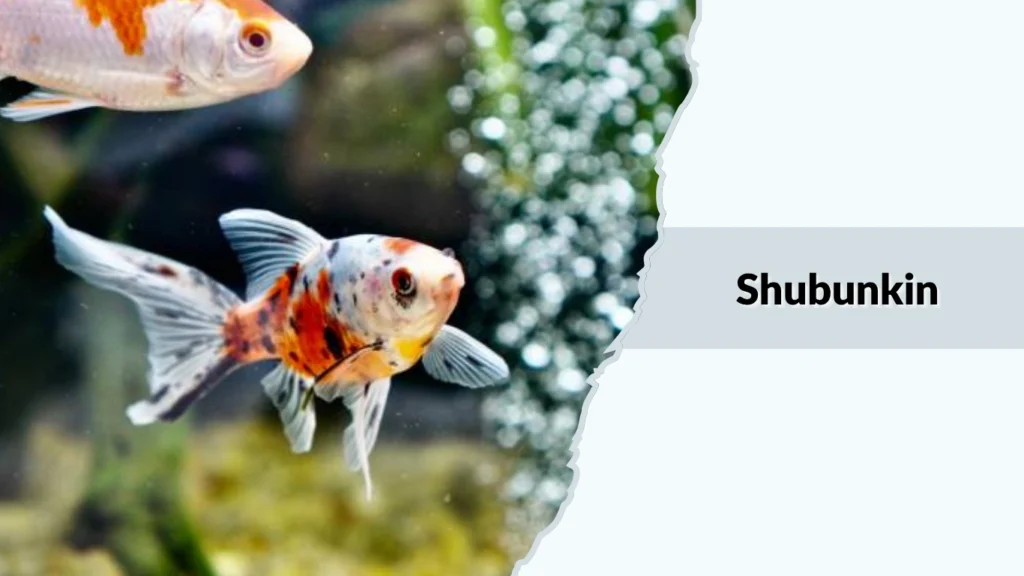 Shubunkin