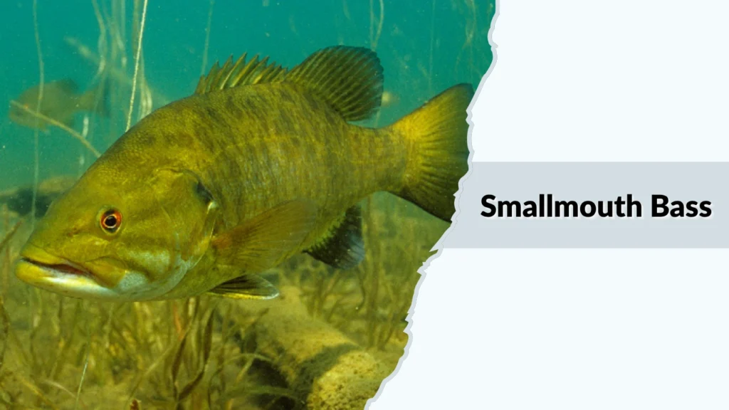Smallmouth Bass