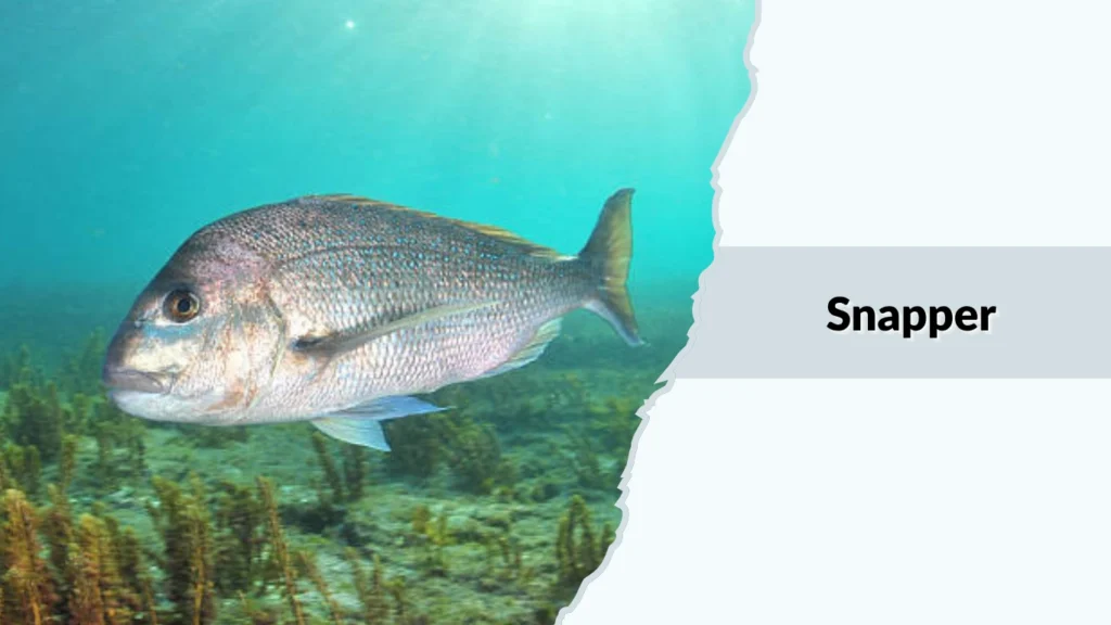 Snapper