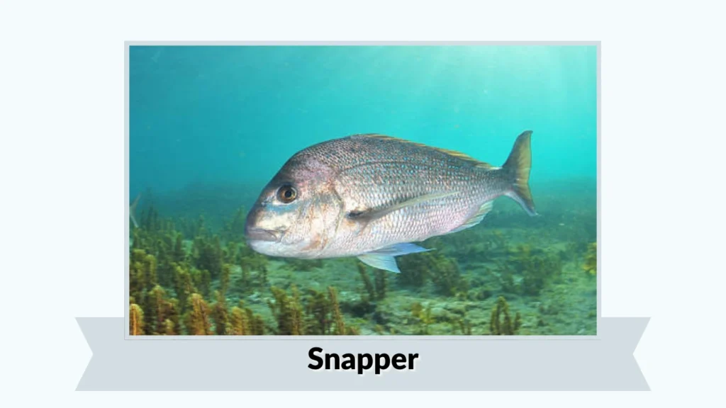Snapper
