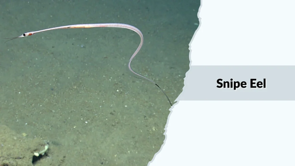 Snipe Eel