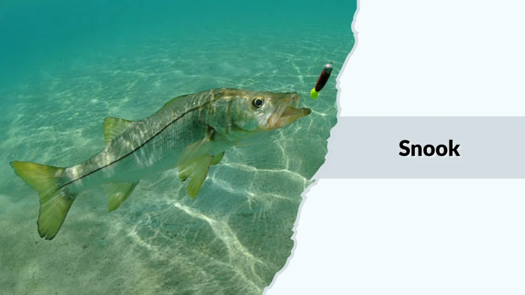Snook