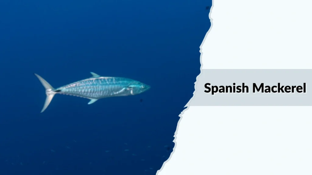 Spanish Mackerel