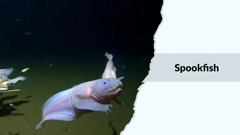 Spookfish