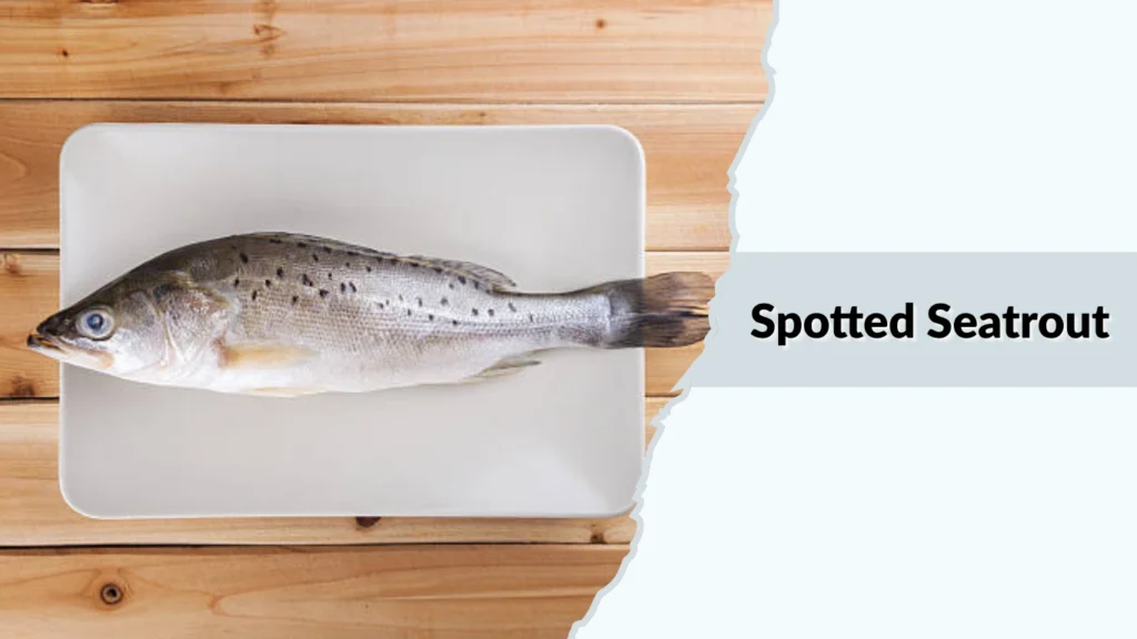 Spotted Seatrout