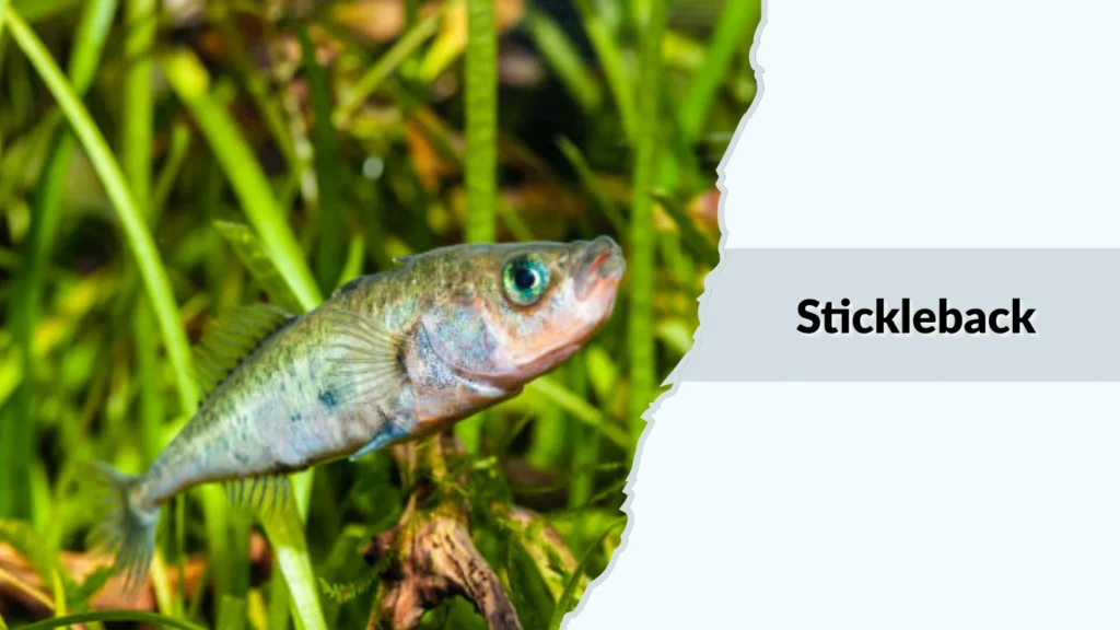 Stickleback