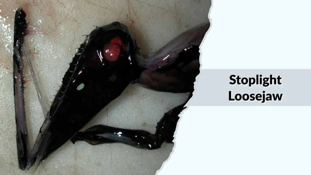 Stoplight Loosejaw