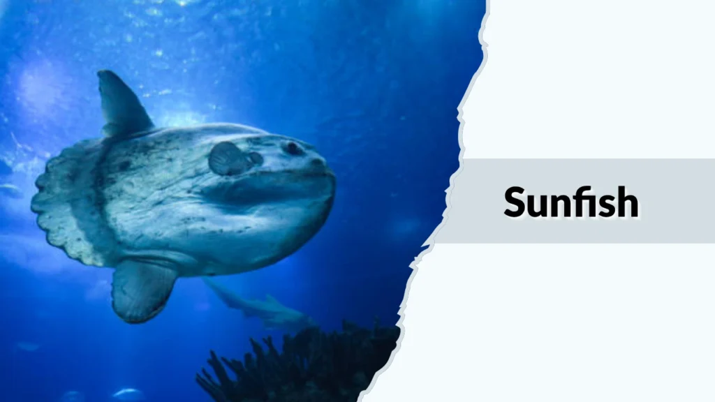 Sunfish