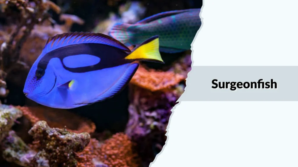 Surgeonfish
