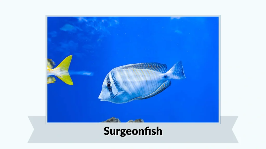 Surgeonfish