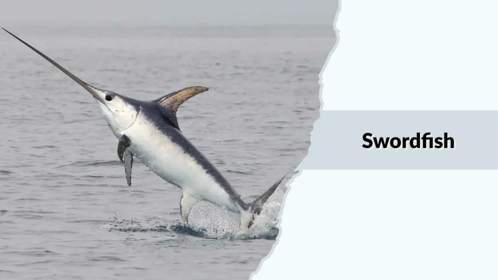Swordfish
