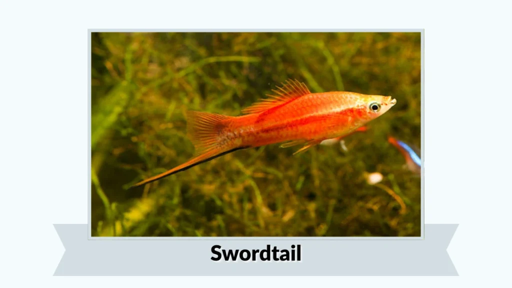 Swordtail
